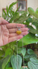 RealJade® Co. RealJade® Co. 14K Gold Genuine Burmese Yellow Jadeite Jade Heart Pendant with Moissanite