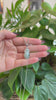 RealJade® Co. Natural Unique Jadeite Jade Lucky Bottle Necklace with 14k White Gold Bail
