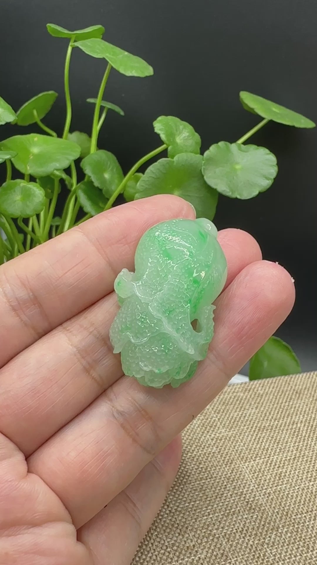 Load and play video in Gallery viewer, RealJade® Co. Natural Jadeite Jade &amp;quot;Lucky Cabbage&amp;quot; Carving, Collectibles
